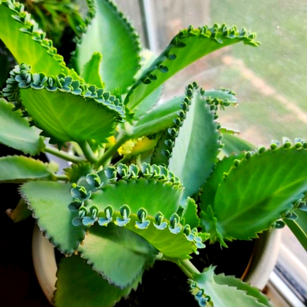 Mother of thousands plantlets